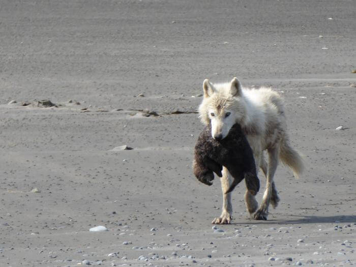 Wolf carrying a dead seal