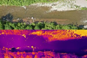 Drone-acquired visible light and thermal image of the active thermal refuge. In the thermal image, purple indicates cooler surface water temperatures, whereas yellow areas are hot surface temperatures. The thermal refuge is towards the left of the image.