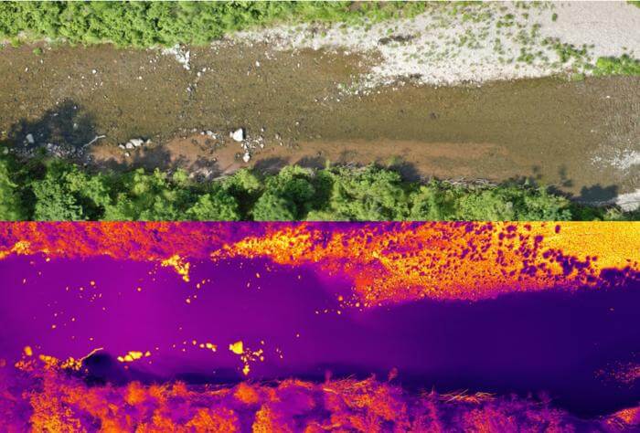 Drone-acquired visible light and thermal image of the active thermal refuge. In the thermal image, purple indicates cooler surface water temperatures, whereas yellow areas are hot surface temperatures. The thermal refuge is towards the left of the image.