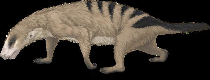 Life reconstruction of the ancient mammal relative Thrinaxodon from the Triassic Period of Earth history. Similar in size and shape to a modern mink, Thrinaxodon is close to the inferred size of the ancestor of the group of ancient mammal relatives called cynodonts, and it shared that ancestor’s likely preference for animal food. Image by April Neander.