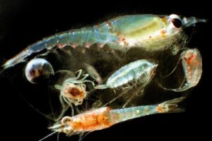 Zooplankton, tiny sea animals at the base of the food web, are on the move in the arctic as the North Pole’s ice cap retreats. Predators, including humans and whales, will follow.