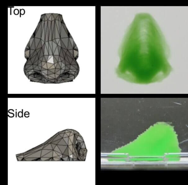 Human nose structure 3D printed with a support material.