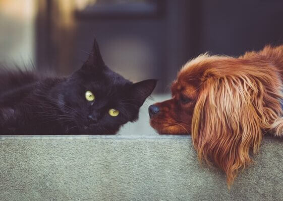 Cat and dog lying next to each other. Pixabay