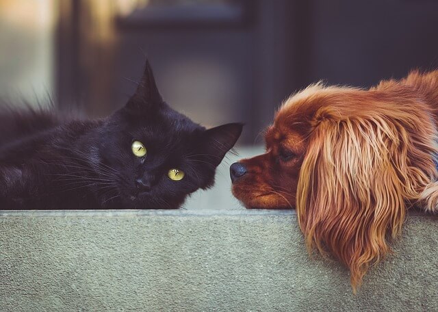 Cat and dog lying next to each other. Pixabay