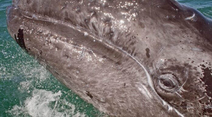 A whale closeup
