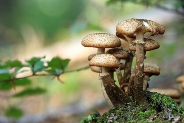 A mushroom. Pixabay