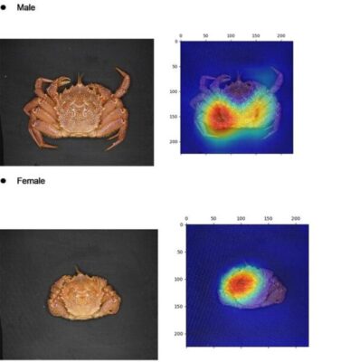 AI-powered crab gender identification can revolutionize fishery management and conservation