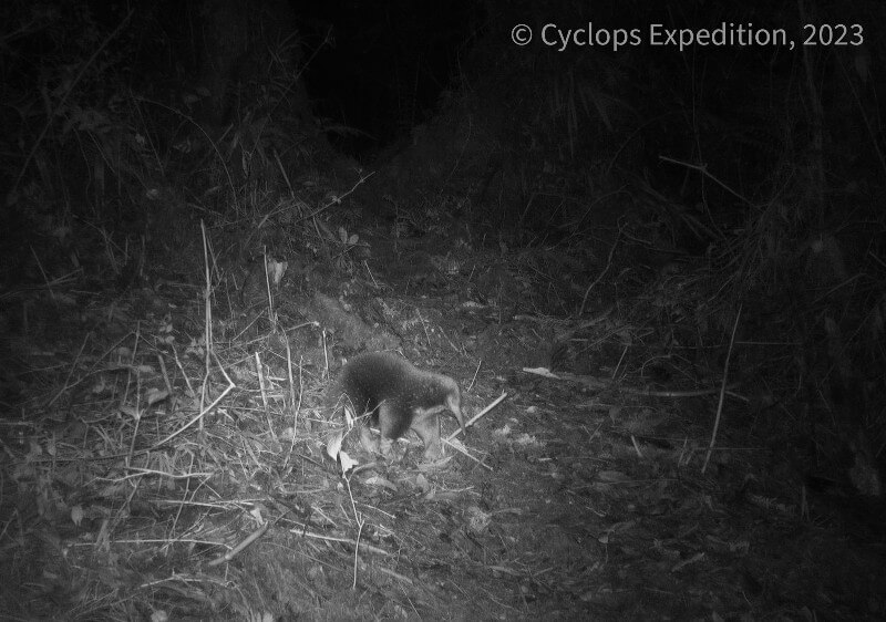Attenborough's long-beaked echidna, photographed by a camera trap. Credit: Expedition Cyclops.