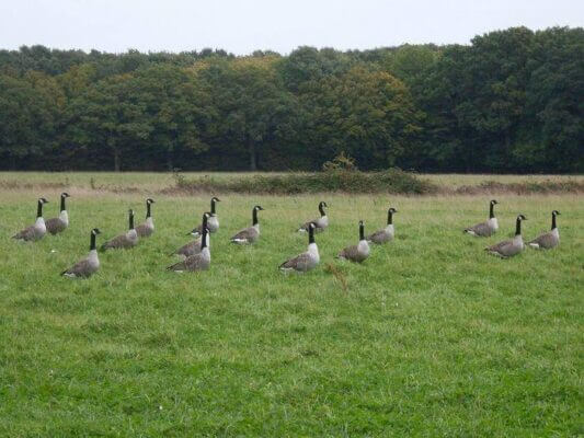 Geese ‘keep calm and carry on’ after deaths in the flock