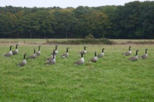 Flock of Canada geese