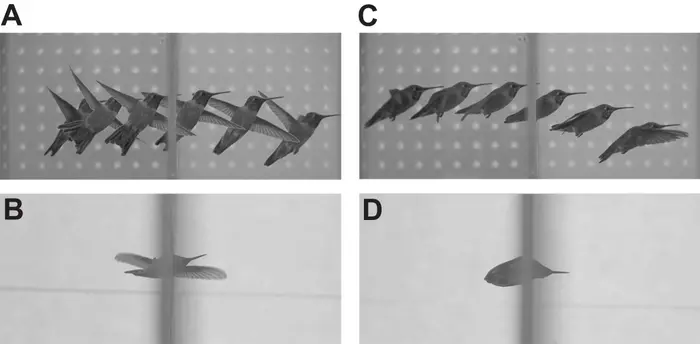 Panels A and B show the side-on and underneath view of a hummingbird passing through an aperture sideways. C and D show the same views of the hummingbird passing thorough an aperture like a bullet with its wings swept back.