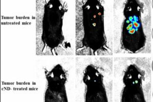 Effect of treatment with carbon nanodiamonds on the growth and metastasis of B16F10-Luc2 tumor in mice by bioluminescence imaging.