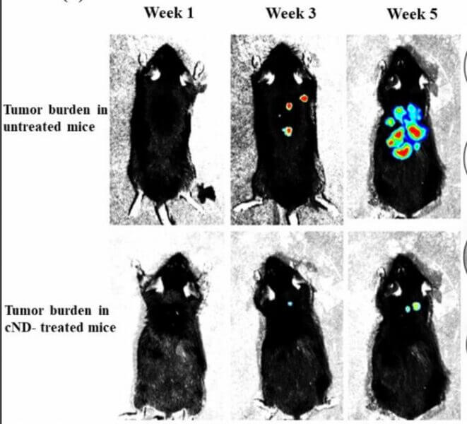Effect of treatment with carbon nanodiamonds on the growth and metastasis of B16F10-Luc2 tumor in mice by bioluminescence imaging.