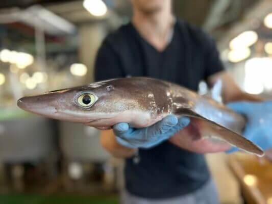 Spiny dogfish (Squalus acanthias), a small shark species, at the Marine Biological Labo...                    </div>

                    <div class=