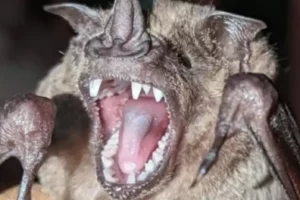 Bat teeth