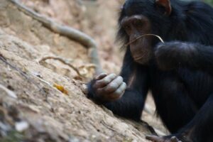chimp termite fishing