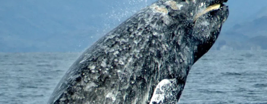 A new study's conclusions depend on long-term data on gray whale prey in the Bering Strait region. Credit: Merrill Gosho/NOAA