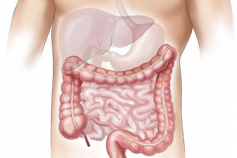 Human digestive tract and biome. Pixabay