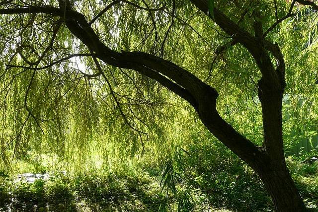 Willow tree. Pixabay