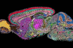 Cell atlas of the mouse brain determined by a genome-scale imaging technology called MERFISH. Shown is one sagittal section with cells colored by category. Image courtesy of Xiaowei Zhuang