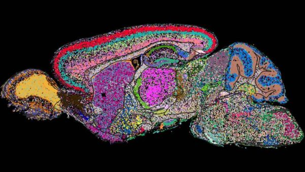 Demystifying a mammal’s brain, cell by cell