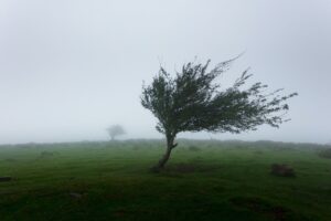 a windswept tree on a plain