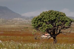 Tree in a wilderness scene