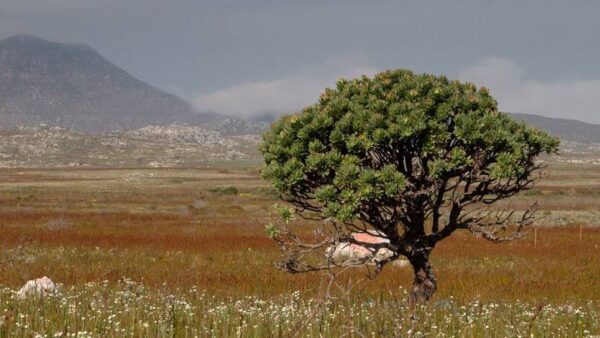 Tree in a wilderness scene