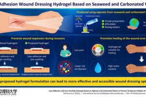 Alginate is a biocompatible and biodegradable substance found in seaweed. Now, researchers from Tokyo University of Science have used alginate from seaweed washed ashore, CaCO3, and carbonated water to develop a hydrogel which exhibits lower skin adhesion and swelling. These properties, though exactly opposite of conventional wound dressings, can help prevent the expansion of the wound site during recovery and the obtained hydrogel has high wound healing efficacy.