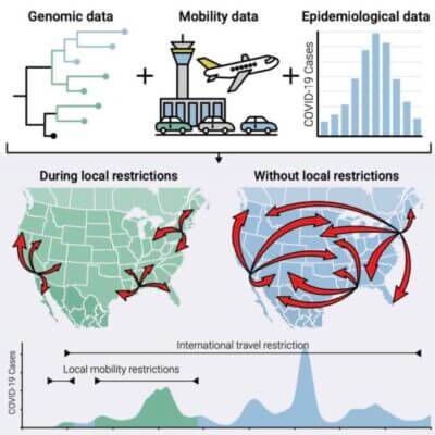 Social distancing was more effective at preventing local COVID-19 transmission than border closures