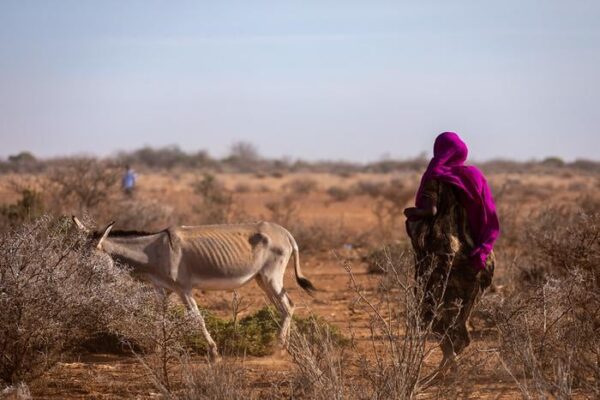 emaciated animal and shepherd