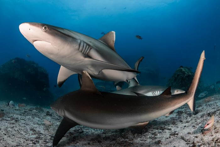 Believed to be predators in perpetual motion, grey reef sharks had previously only been observed in motion, leading most to believe they needed to swim in order to breath.