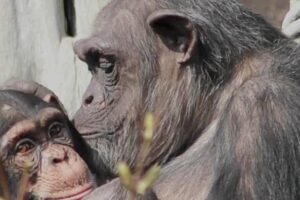 Chimpanzees and bonobos recognize individuals even though they haven’t seen them for multiple decades.