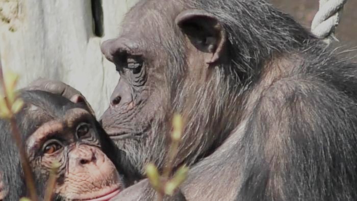 Chimpanzees and bonobos recognize individuals even though they haven’t seen them for multiple decades.