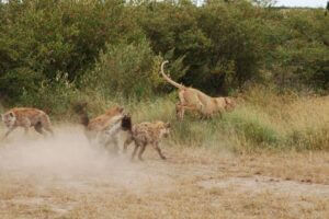 Four spotted hyenas watch a lioness bound away from them into tall grass.
