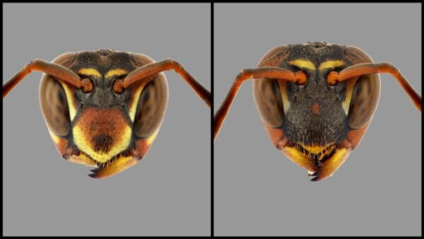wasp faces