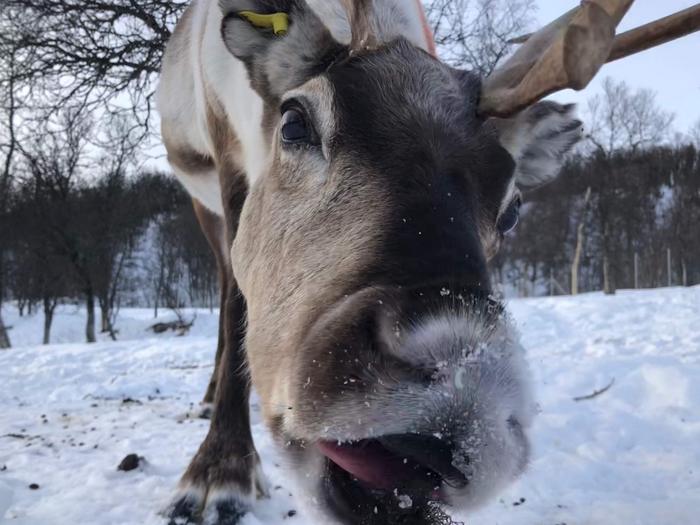 a reindeer eating