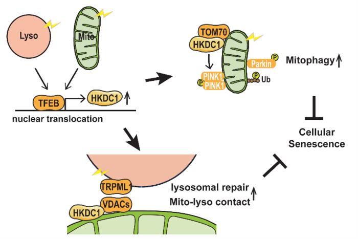 Overview: Both mitochondrial and lysosomal stress stimulate TFEB nuclear translocation, followed by increased HKDC1 expression. HKDC1 stabilizes PINK1 through interaction with TOM70, thereby facilitating PINK1/Parkin-dependent mitophagy. Additionally, HKDC1 and the VDAC proteins with which it interacts are important for repair of damaged lysosomes and maintaining mitochondria–lysosome contact. HKDC1 prevents DNA damage–induced cellular senescence by maintaining mitochondrial and lysosomal homeostasis.