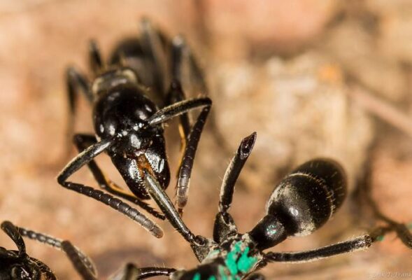 Ants recognize infected wounds and treat them with antibiotics