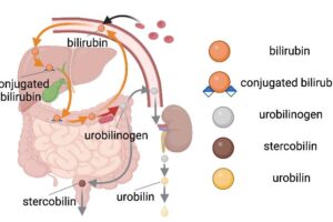 Infographic explaining the urine process