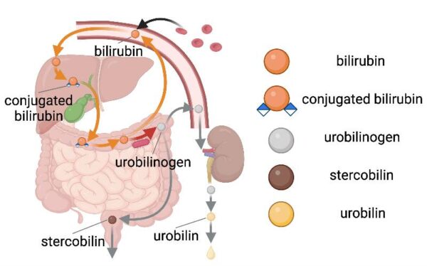 Infographic explaining the urine process