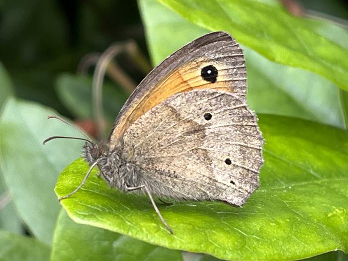 A female with three spots on the hindwing