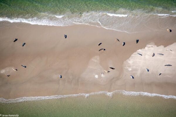 Aerial pictures of grey and harbour seals in the Dutch Wadden Sea. jeroen Hoekendijk