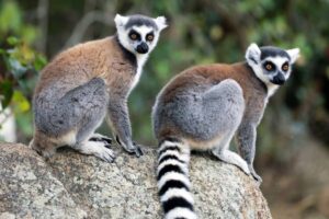 Recent studies show that many lemurs do not live individually, but in pairs of females and males. (Image: istock.com/Goddard_Photography)