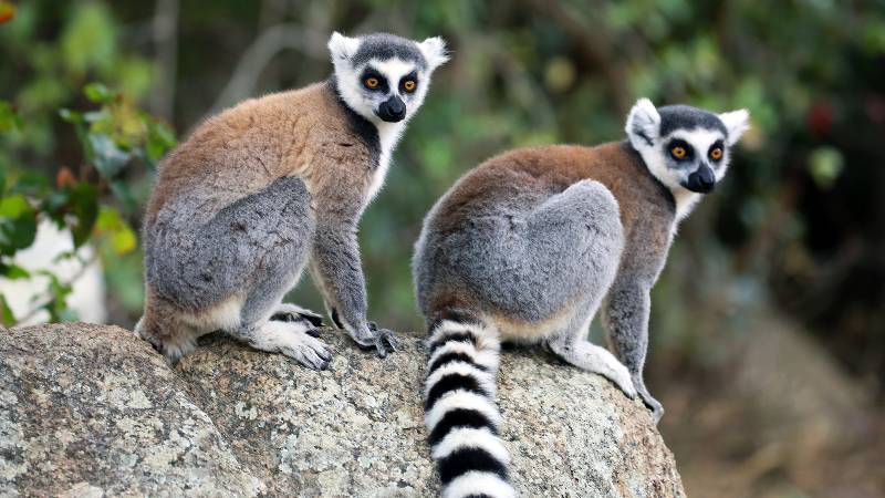 Recent studies show that many lemurs do not live individually, but in pairs of females and males. (Image: istock.com/Goddard_Photography)