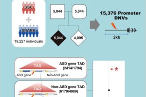 In this study, researchers analyzed large ASD whole genome sequencing data and found that promoter de novo mutations in TADs containing ASD genes were specifically associated with the disease.