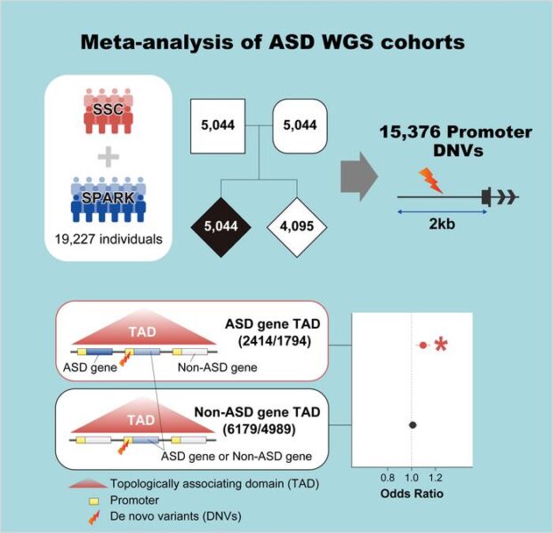 In this study, researchers analyzed large ASD whole genome sequencing data and found that promoter de novo mutations in TADs containing ASD genes were specifically associated with the disease.