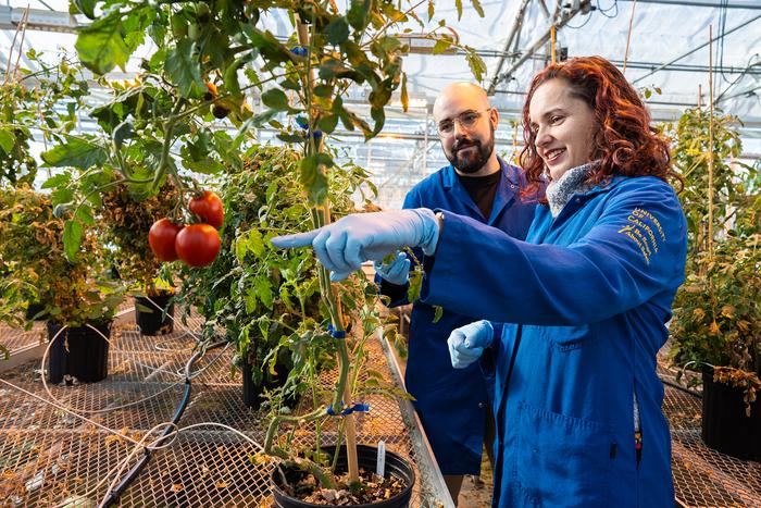 New work by Prof. Siobhan Brady and Alex Cantó-Pastor at the UC Davis College of Biological Sciences shows how tomato plants can make themselves more drought-tolerant by producing a waxy substance, suberin, in their roots.