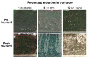 The upper panel depicts the coastal forest pre-tsunami, while the lower panel illustrates the forest post-tsunami. Each column represents the percentage decrease in coastal tree cover resulting from the tsunami event (1: no change, 5: 41-50%, 10: 91-100%). In cases where there was a 91-100% decrease in tree cover, indicated by the inset with the black frame in the bottom right image, nearly all trees were toppled by the tsunami. It is important to note that we magnified the satellite images/aerial photographs to assess the percentage decrease in coastal forest cover attributable to the tsunami event.