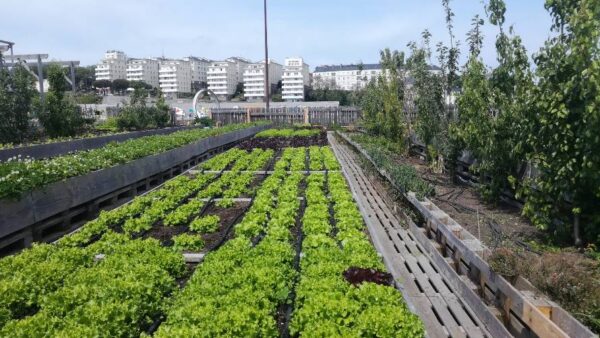 Rooftop garden growing produce